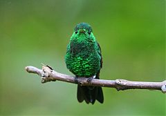 Steely-vented Hummingbird